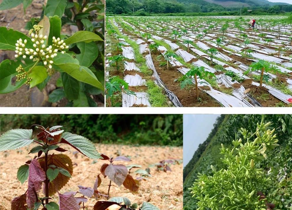 [baophutho] “Vị ngọt” quê hương