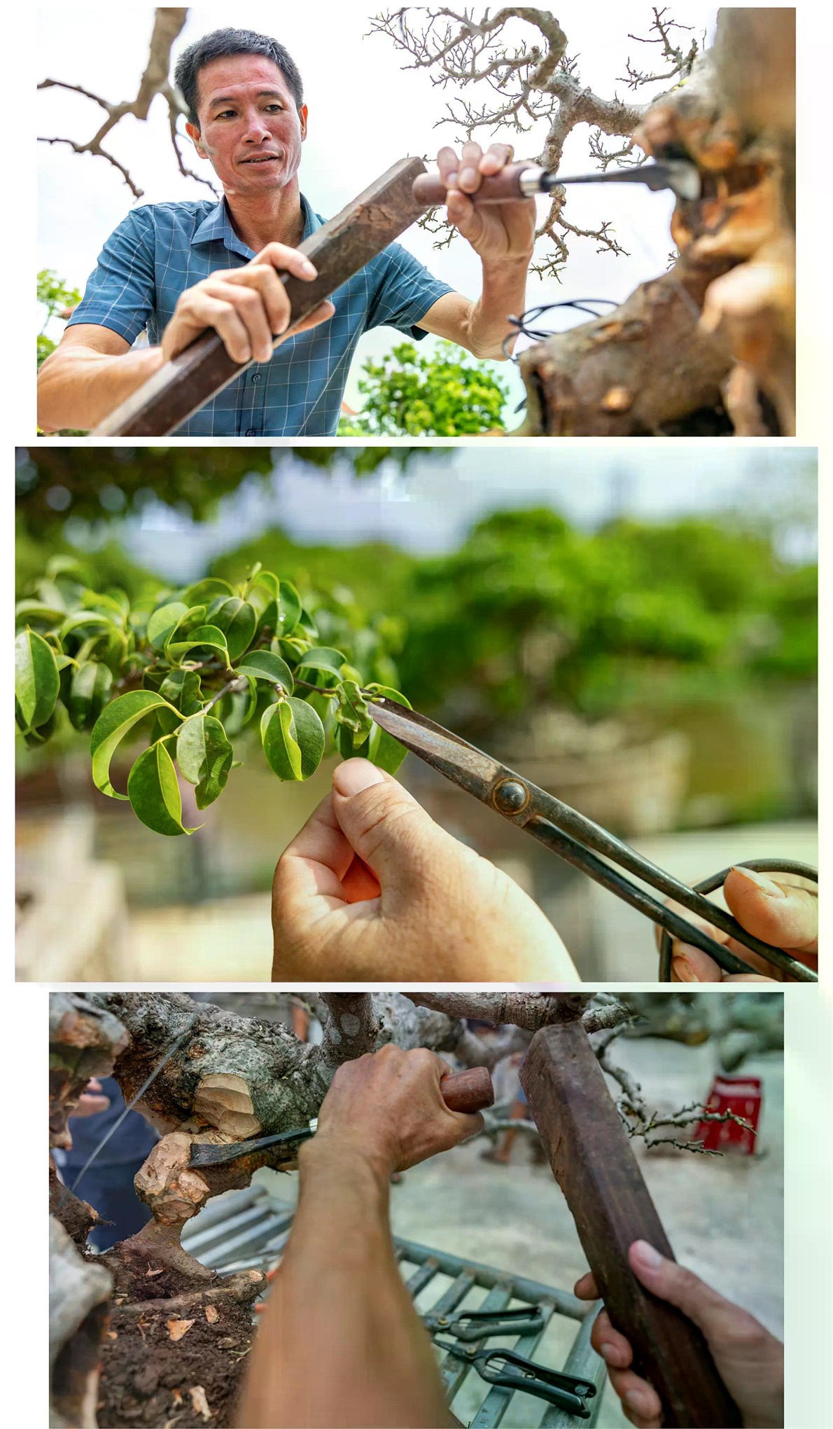 [baoninhbinh] Hội tụ tinh hoa nghề sinh vật cảnh