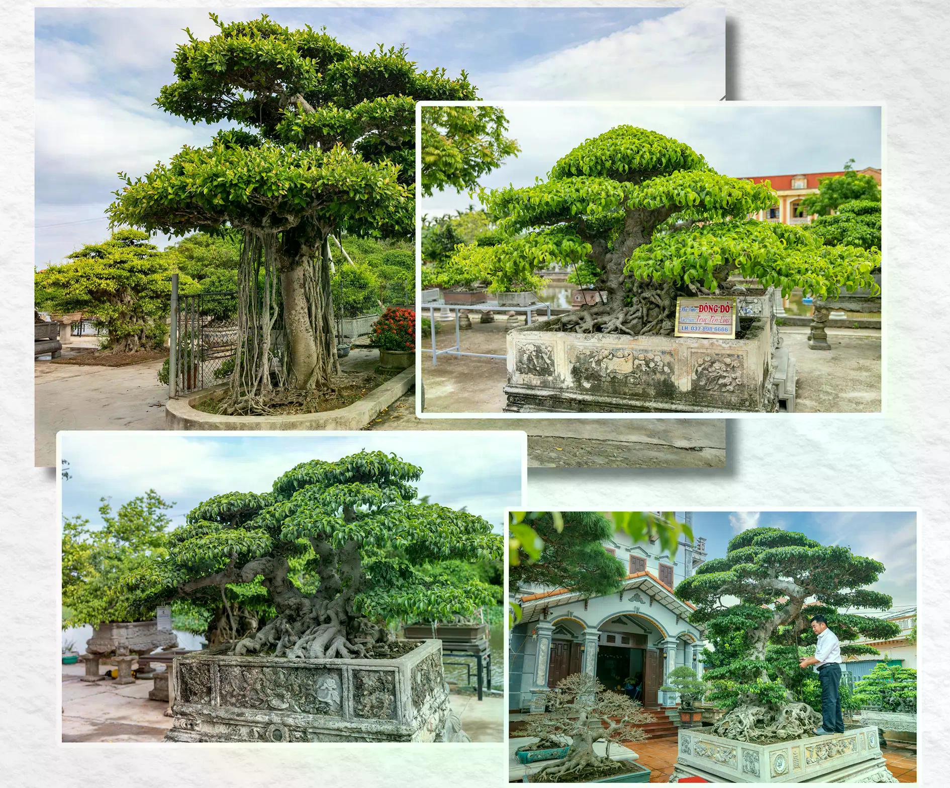 [baoninhbinh] Hội tụ tinh hoa nghề sinh vật cảnh