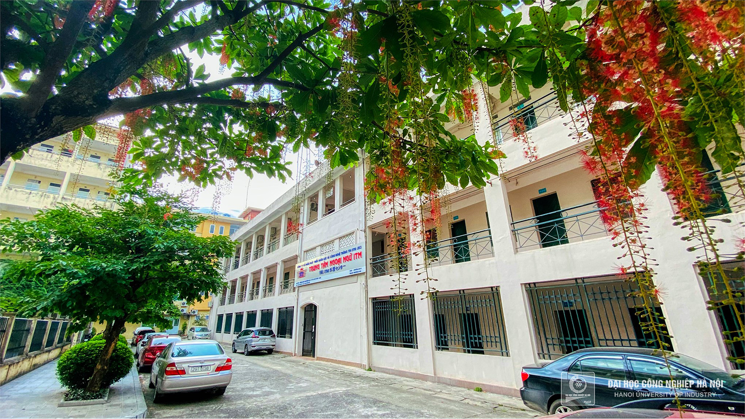 The rows of freshwater mangrove bloom in the schoolyard
