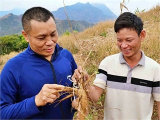 [nongnghiepmoitruong] Bàn tay gieo sâm Bố Chính trên đất Mường La