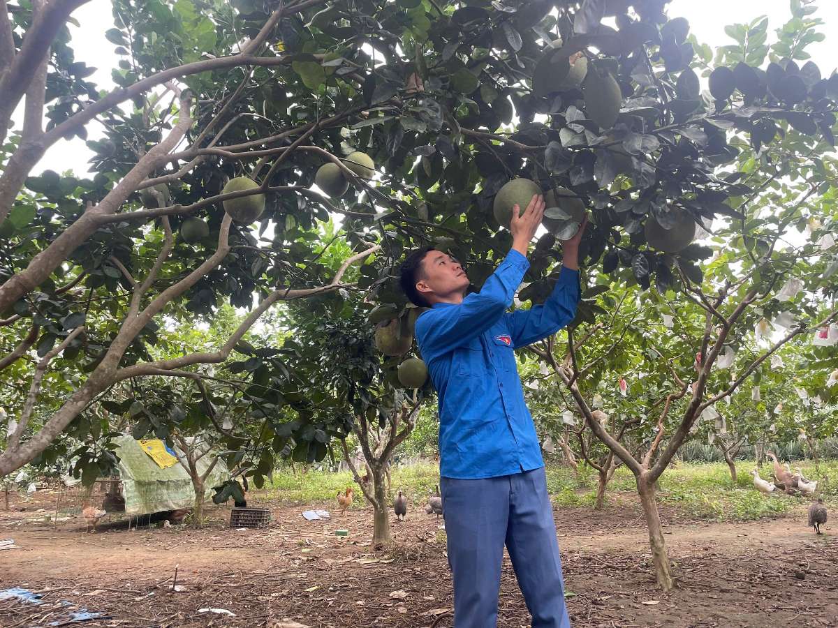 [thoxuan] Gương sáng thanh niên Thọ Xuân khởi nghiệp làm giàu trên mảnh đất quê hương