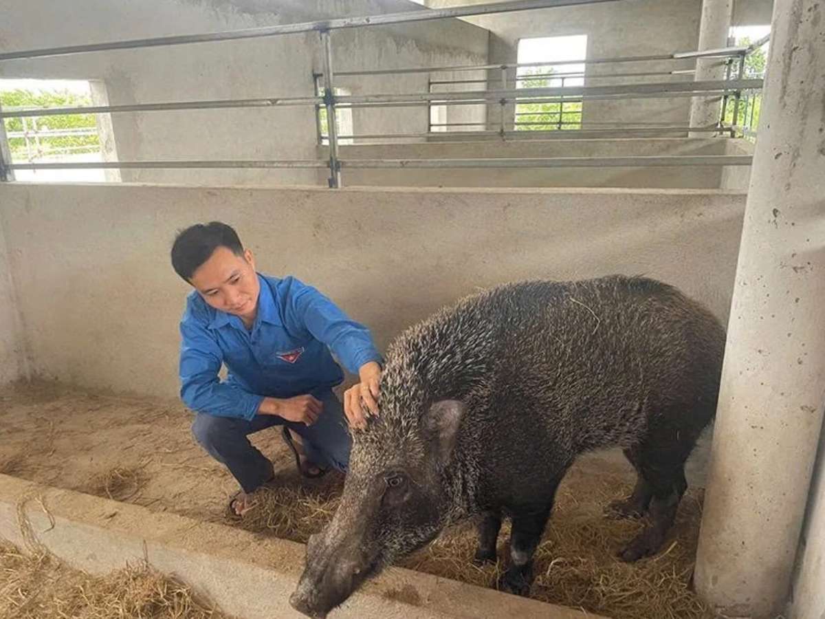 [baothanhhoa] Chàng trai trẻ quyết tâm làm giàu từ nghề nông
