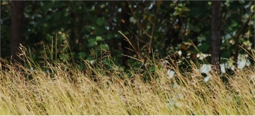 Dã ngoại Vân Đôn, những cảm xúc tuyệt đẹp của cuộc đời làm sinh viên York St John