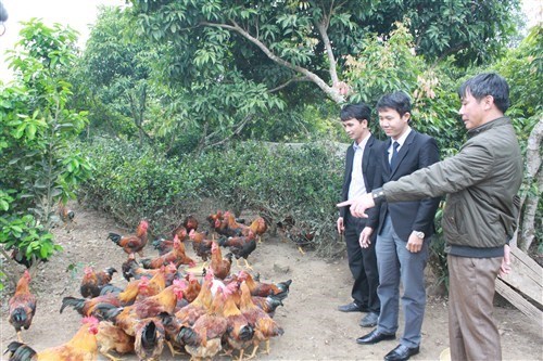 Nghiệm thu đề tài KH và CN cấp tỉnh “Ứng dụng công nghệ sinh học để sản xuất thức ăn chăn nuôi cho gà từ các phụ phẩm và sản phẩm nông nghiệp của tỉnh Bắc Giang”