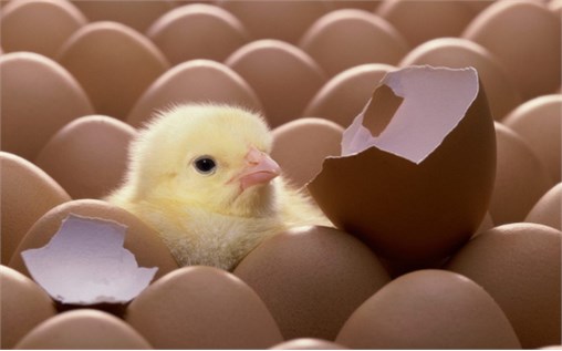 Triết lý kinh doanh `hãy chăm sóc những con gà mái` - và bí quyết `khiến cho nhân viên cảm thấy hạnh phúc`