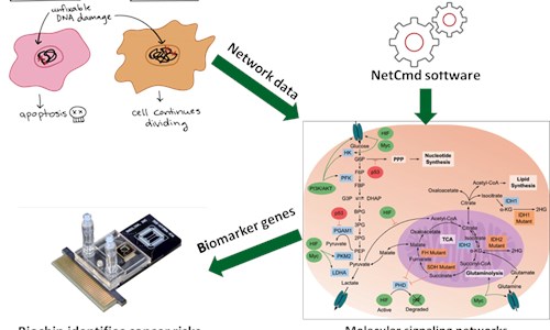 A researcher at Hanoi University of Industry publishes a method to locate biomarker genes from human cellular signaling network