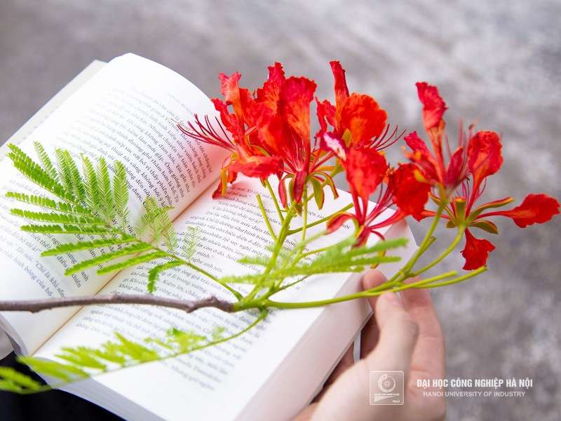 Graduation and the Summer Season: A Tapestry of Feelings at Hanoi University of Industry